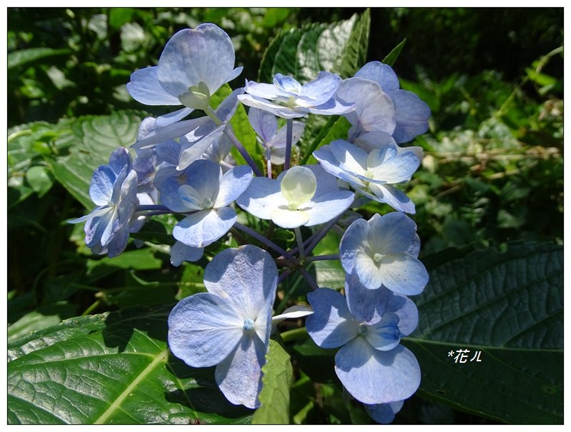 觀音山/尖山(小百岳)_657424