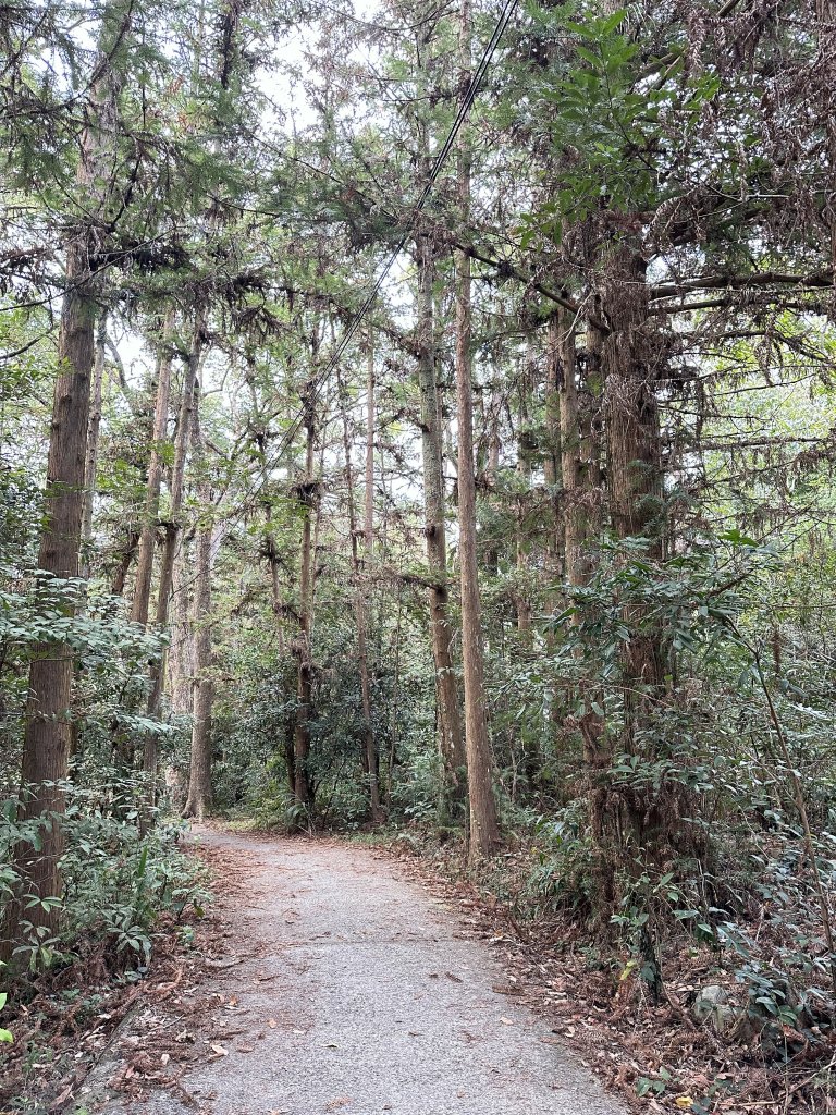 百岳前哨站→谷關七雄老六【白毛山】_1949815