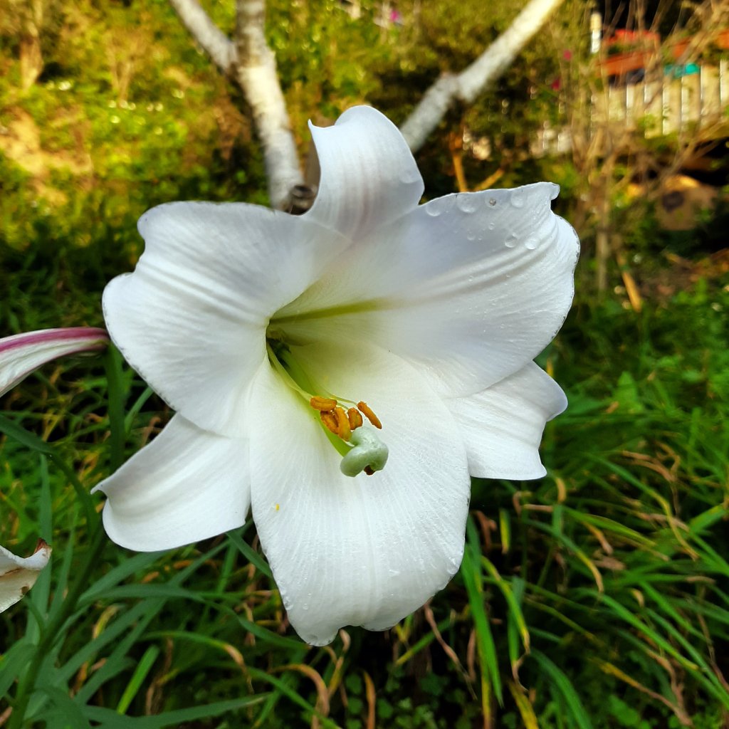 臺北大縱走7：家鄉的茶園開滿花 閃閃的淚光魯冰花_822137