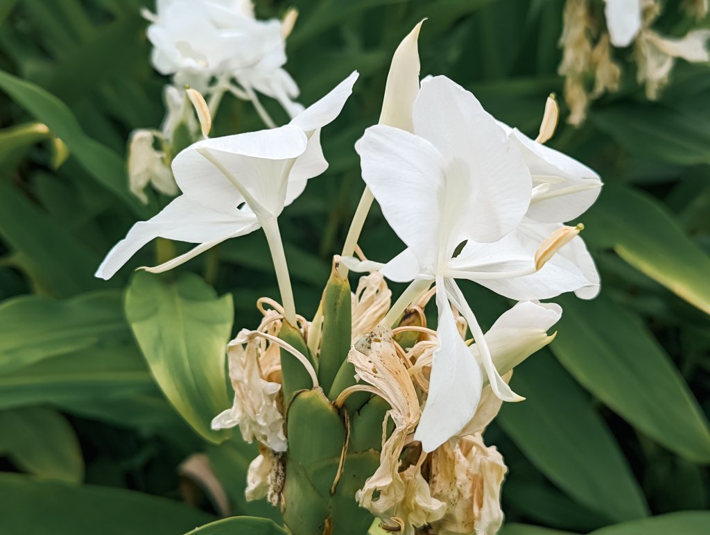 【高雄金獅】全國最大的網室蝴蝶園 Golden Lion Lake Butterfly Garden_1745223