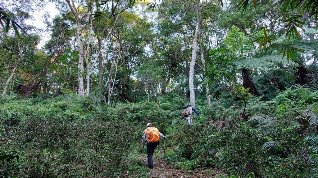 安坑五山縱走封面圖