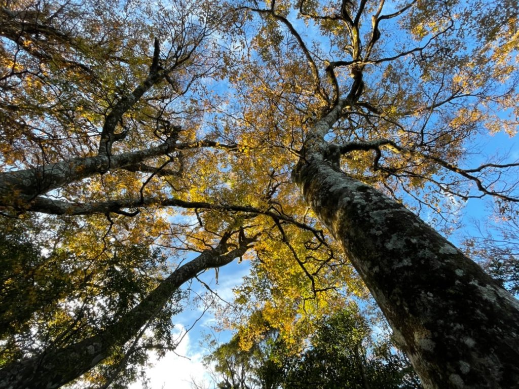 【內鳥嘴山】金黃色山毛櫸_1202573