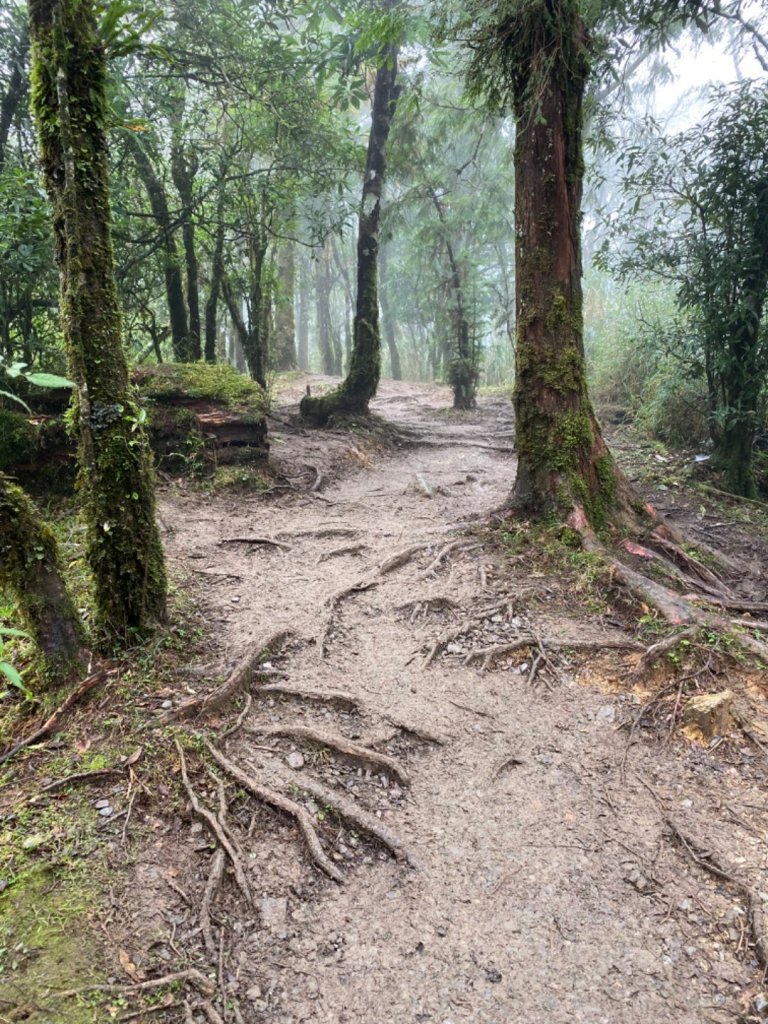 太平山 山毛櫸步道 霧氣金黃高氧量_742444