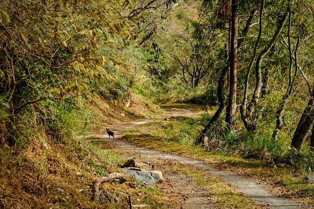 [冬訪大霸聖山岳參行]-大鹿林道東線榆金楓紅與九九山莊精選輯_2974626