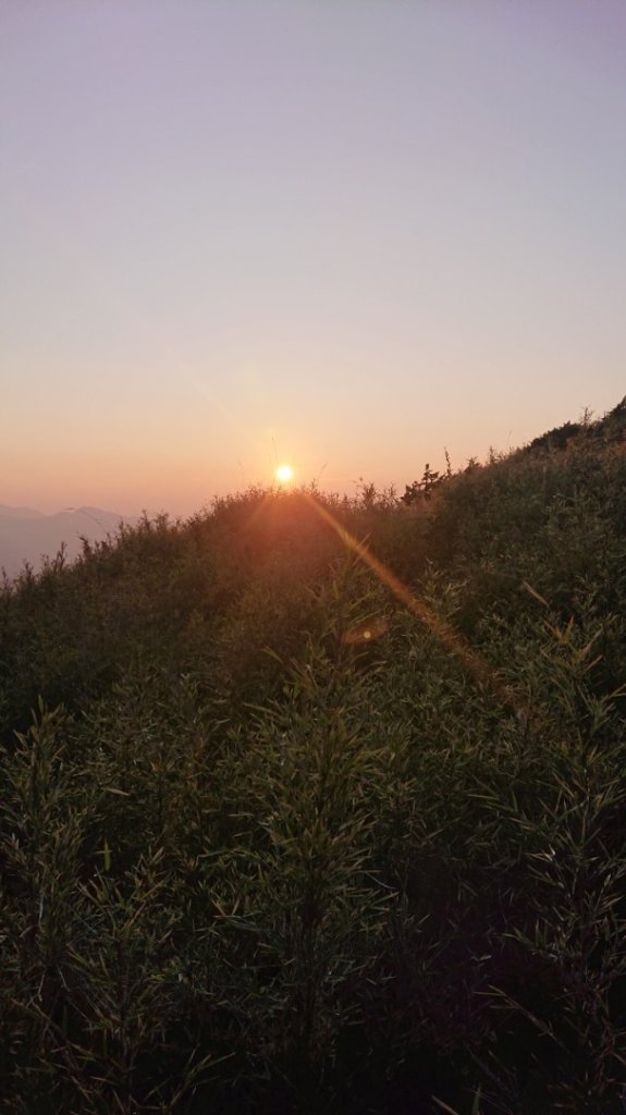 合歡東峰、小奇萊賞玉山杜鵑_2542695