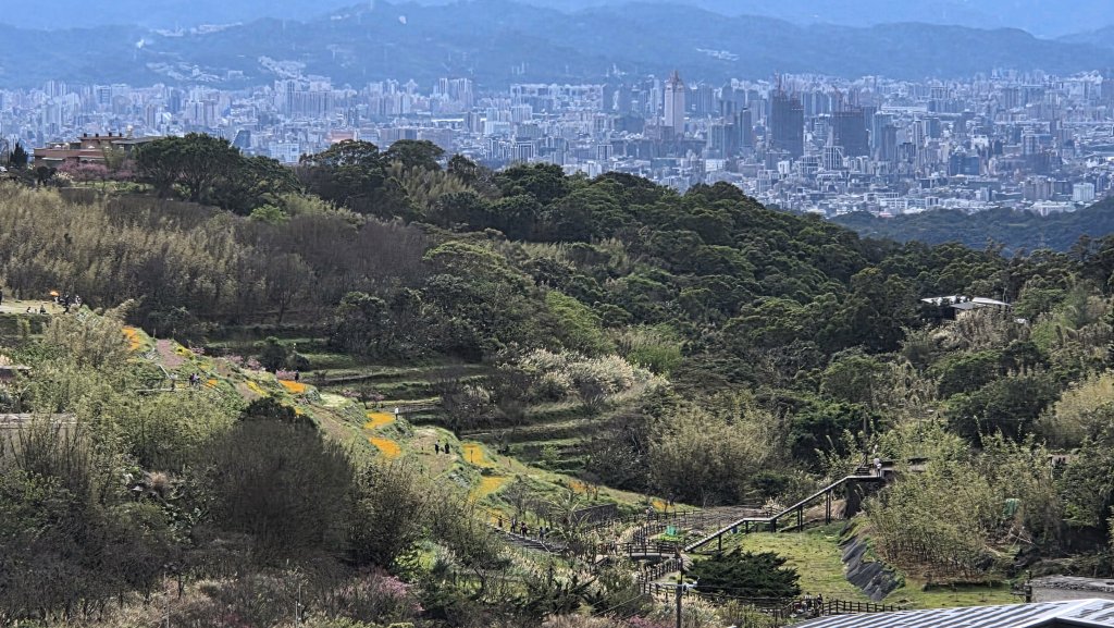 即將春季的百花齊放鵝尾山串行古圳道及平菁街42巷賞櫻健行O型走_2988717