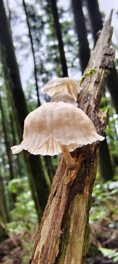 2025/06/07-鳥嘴山步道_2805991