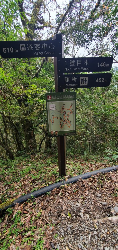 2024-03-16拉拉山神木群步道_2456030