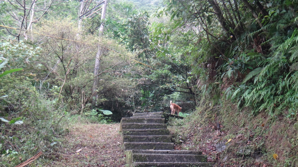 20141007皇帝殿登山步道驚險行_11775