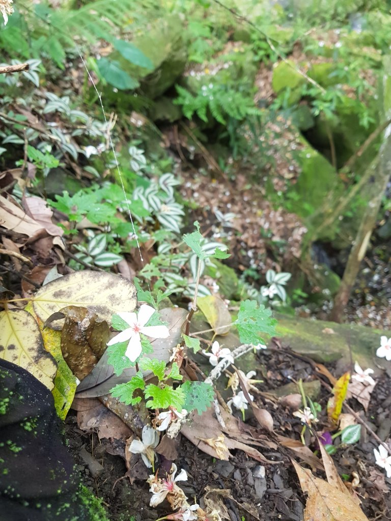 泰安虎山_589773