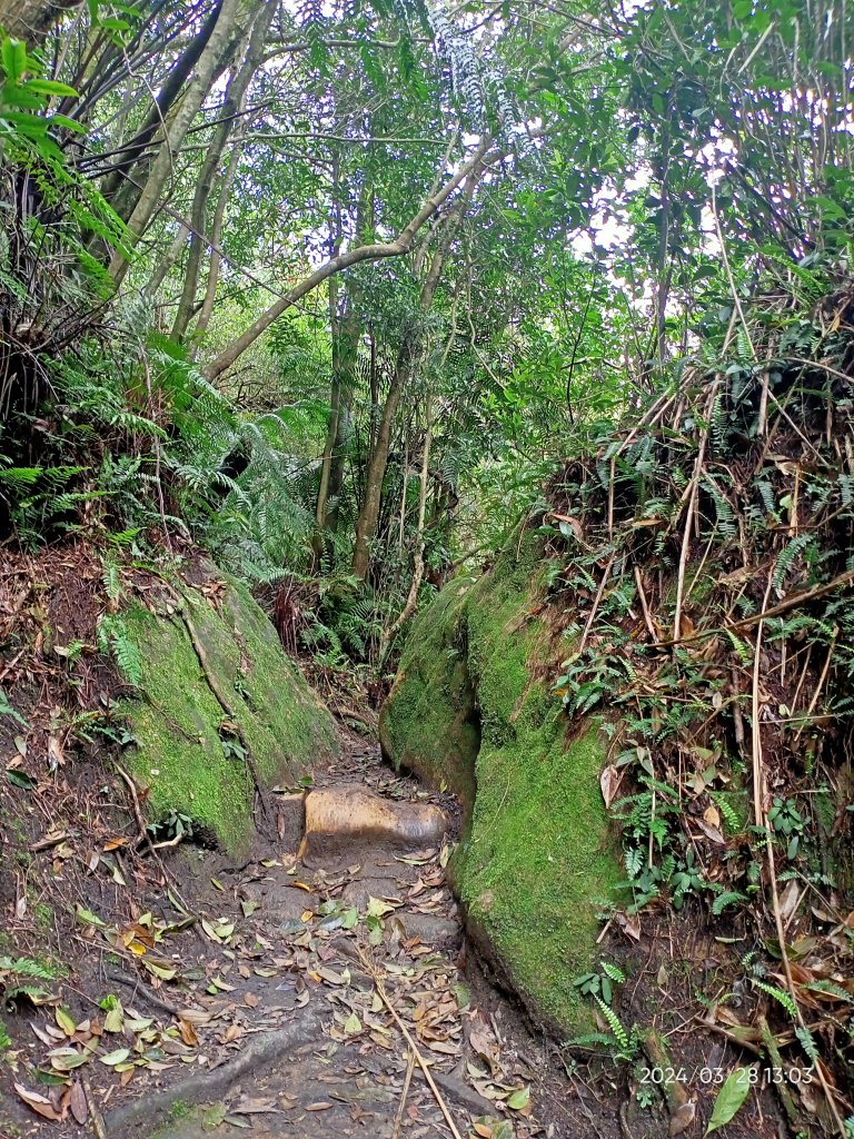 【臺北大縱走4】風櫃嘴→雙溪溝古道→五指山古道→大崙頭山北面步道→許願步道→圓覺寺步道→大溝溪→大湖_2469085