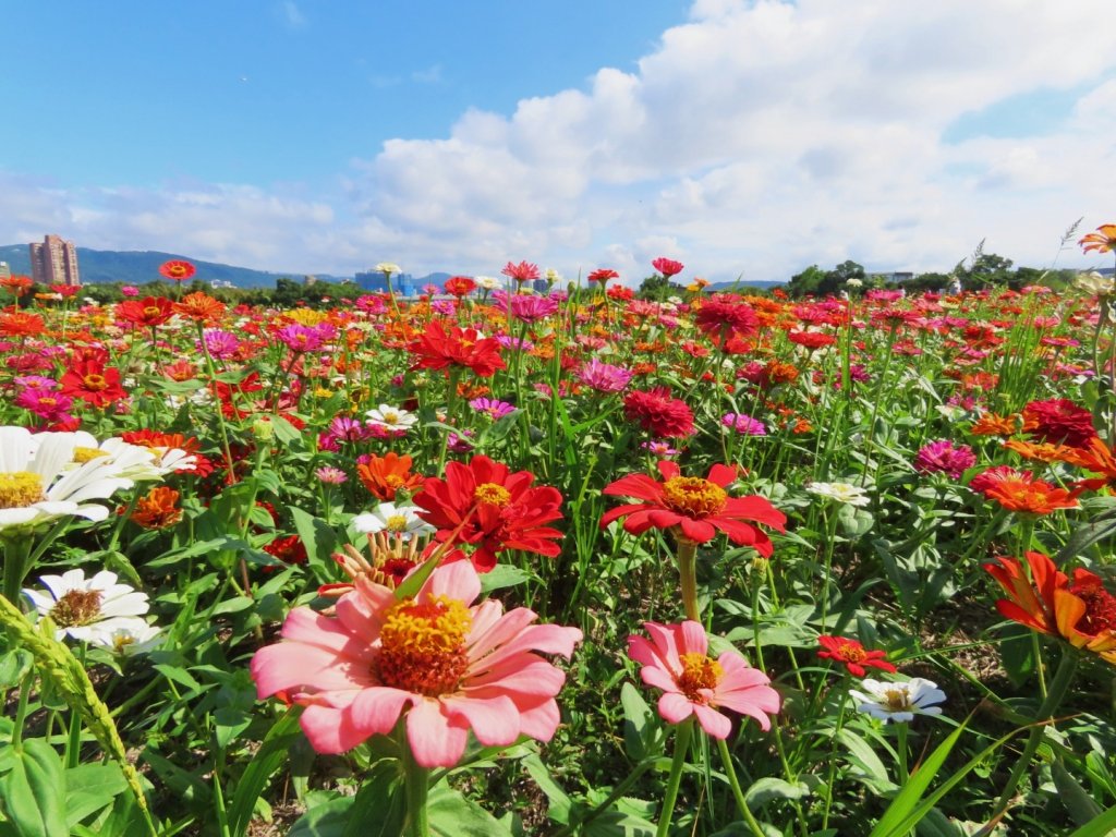 ［一日2大花海］（關渡花海+延平花海）（2023/11/15）_2352890