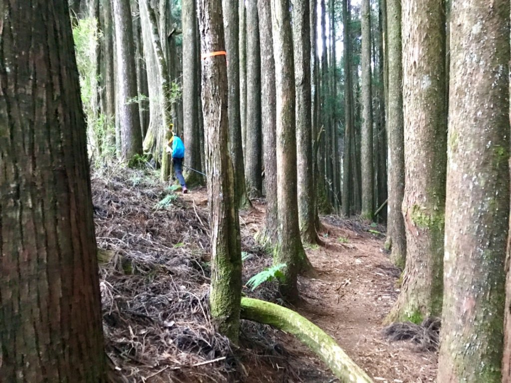 自忠上東水山連走特富野古道_1244612