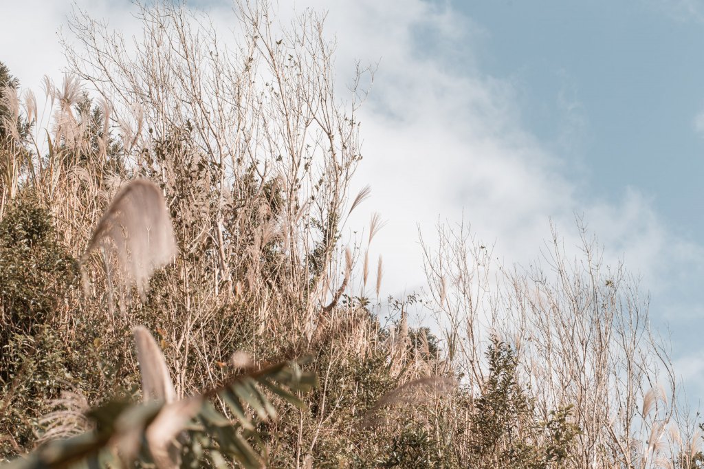 菅芒浪白｜五分山_2356455