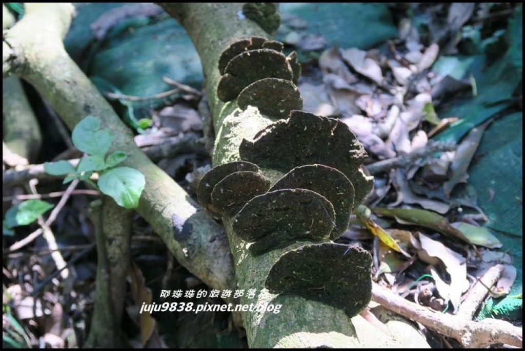 皇帝殿登山步道_149859