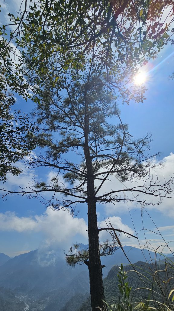 【美美兔走山趣】谷關抓雄-老六白毛_2749957