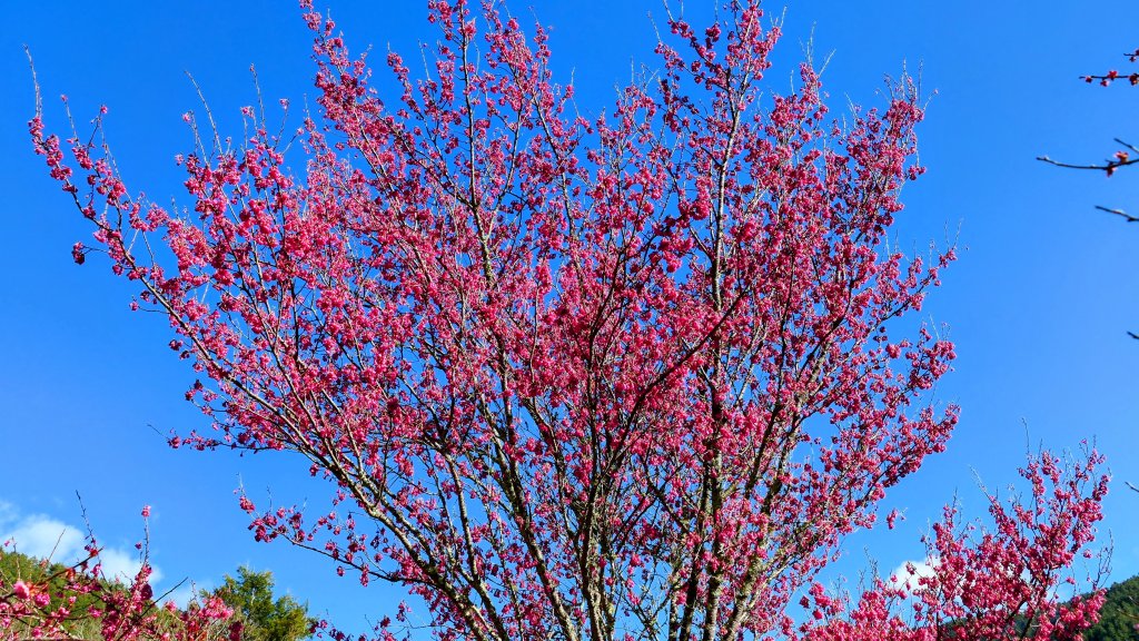 《踏莎行・武陵山櫻》_2712455