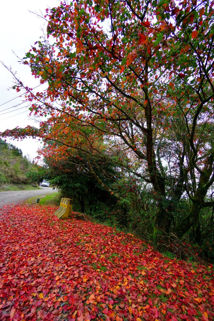 檜山巨木森林步道_481624