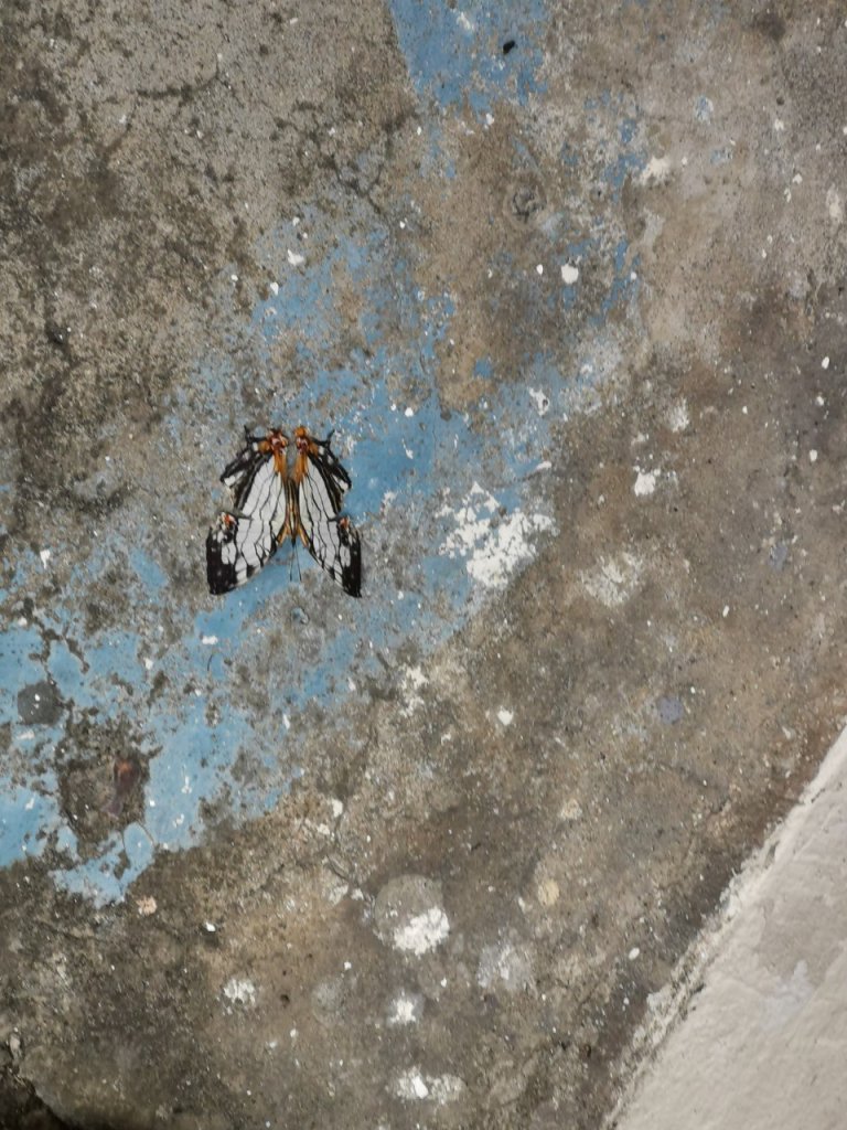 雙獅縱走(內湖獅頭山到士林獅頭山)封面圖