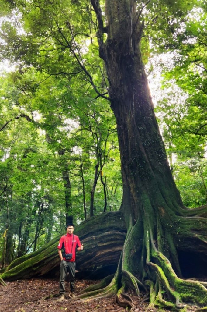 【中級山縱走】觀雪縱走（雪見大板根，仰天神木，北坑山，司馬限林道）_2741241