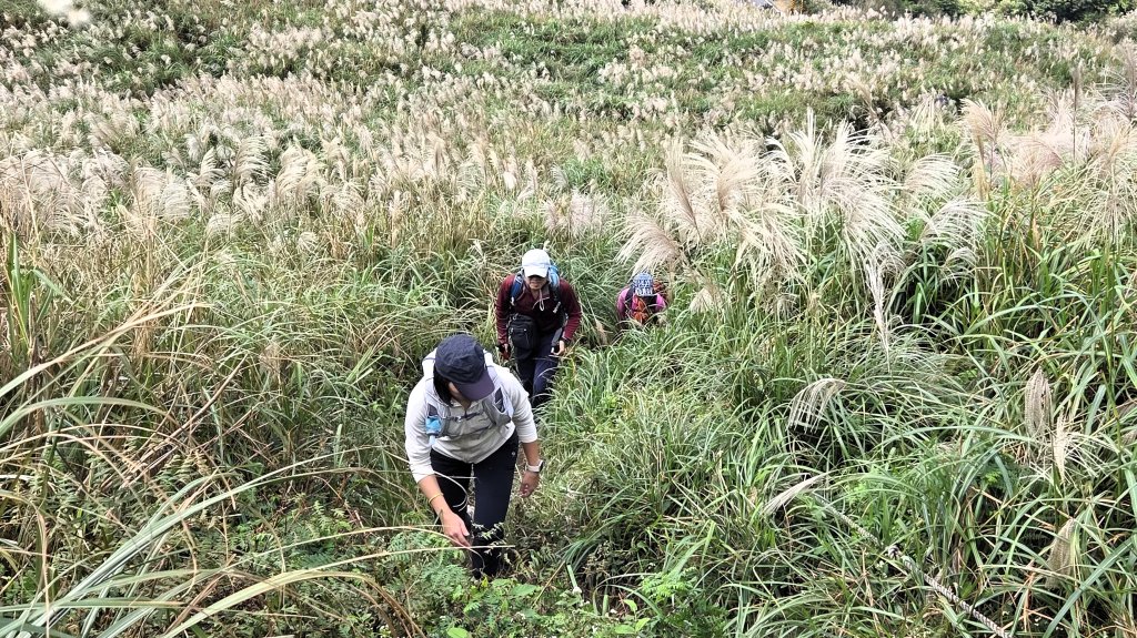秋季品味古道與芒海的山行在猴硐牡丹山與金瓜石山_2950986