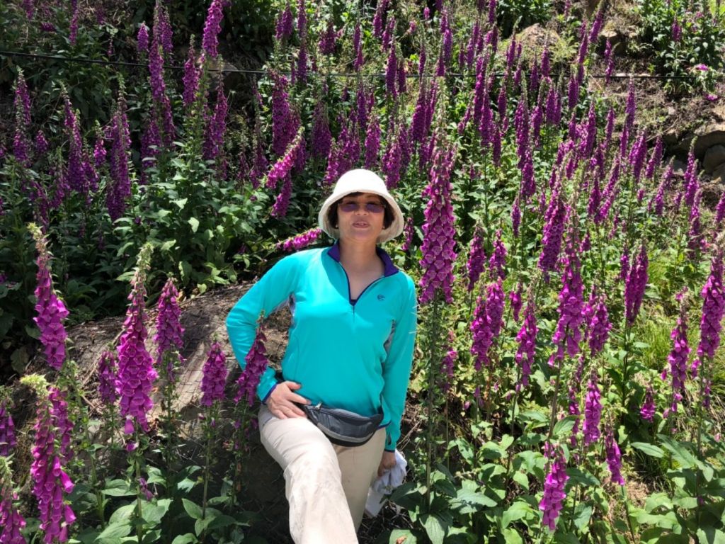 2018/05/18大雪山毛地黃盛開_334193