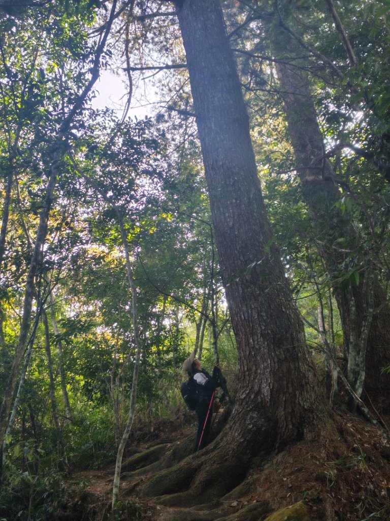 唐麻丹山 蝴蝶谷_2918951