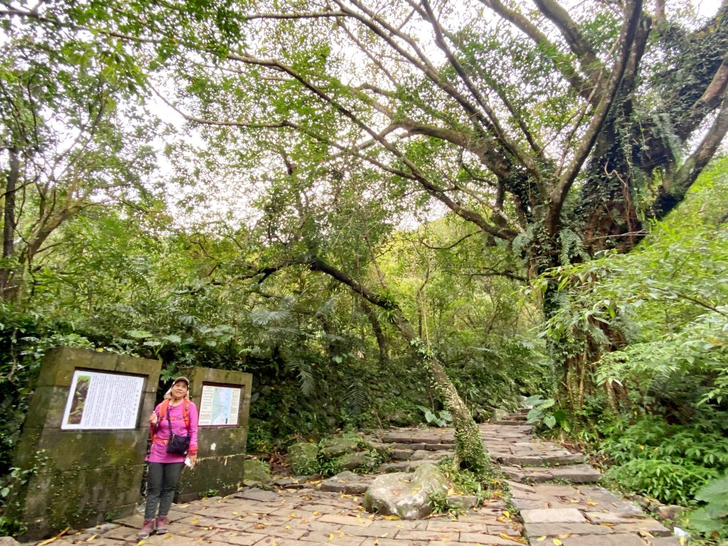 草嶺古道賞芒趣    2021/11/15_1518365