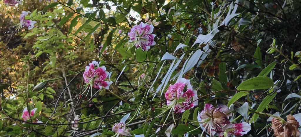 2025/08/23_白石山步道+石龜坑山O型封面圖
