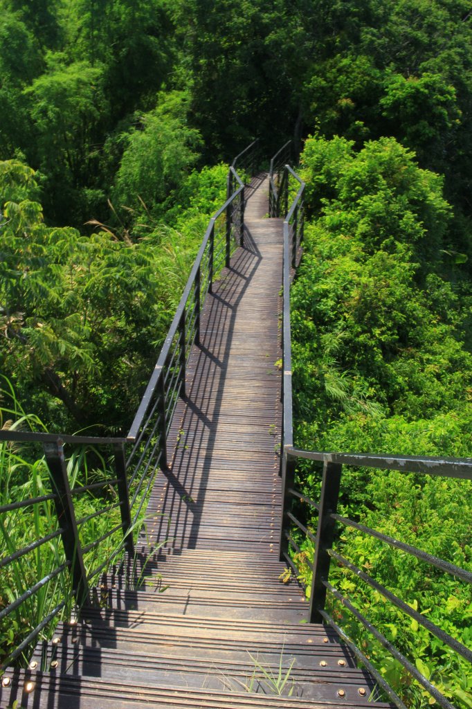 雲林．林內龍過脈森林步道2023/07/22_2237637