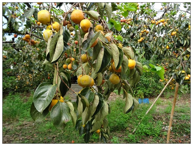 2021嘉義/番路鄉柿子節_1487310