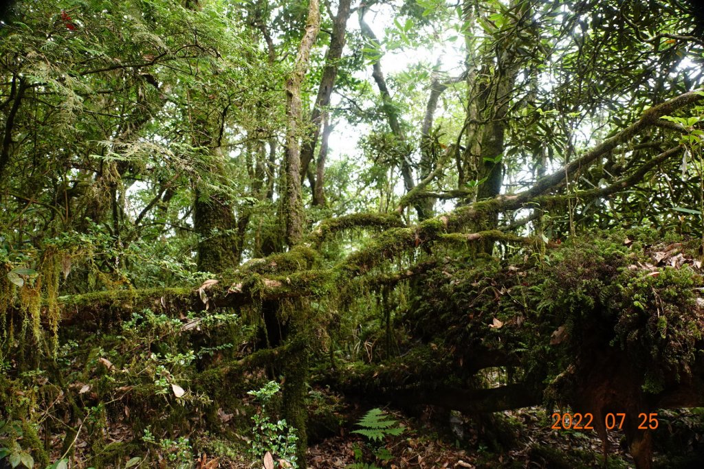 新北 烏來 拳頭母山_1778523