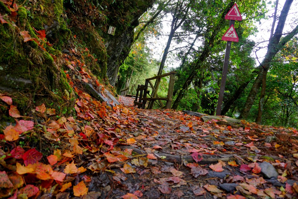 檜山巨木森林步道_481503