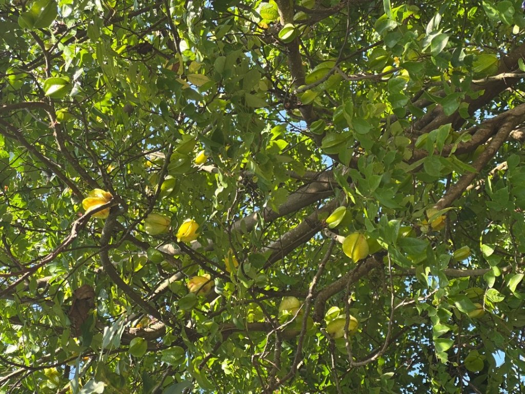 苗栗西湖-柚子山步道_2615558
