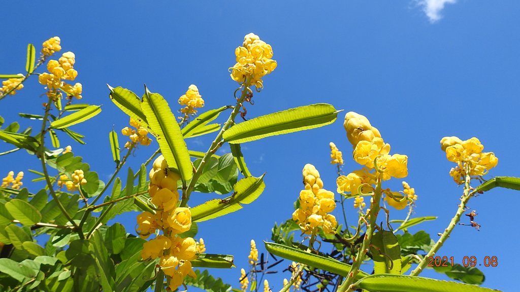 1雲山水花鳥蝶 - 新店四十份&坪林南山寺&坪雙路-桃源谷步道 2淡水三芝趴趴走_1455830