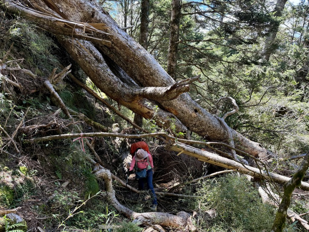 觀雲山莊經小完美谷上畢祿山O繞_2917202