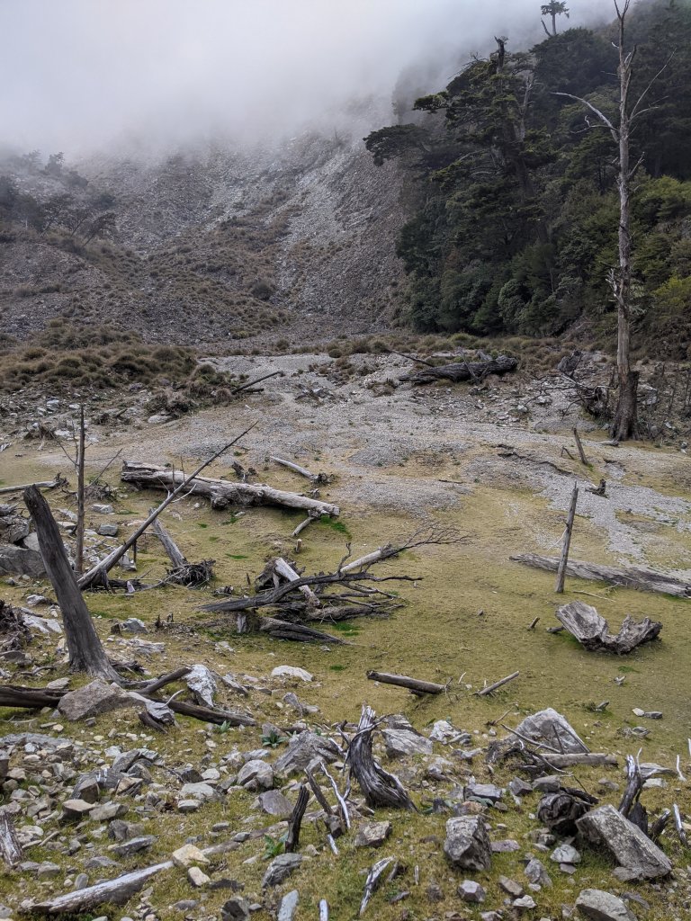 【高雄桃源】小關山林道上小關山_1275149
