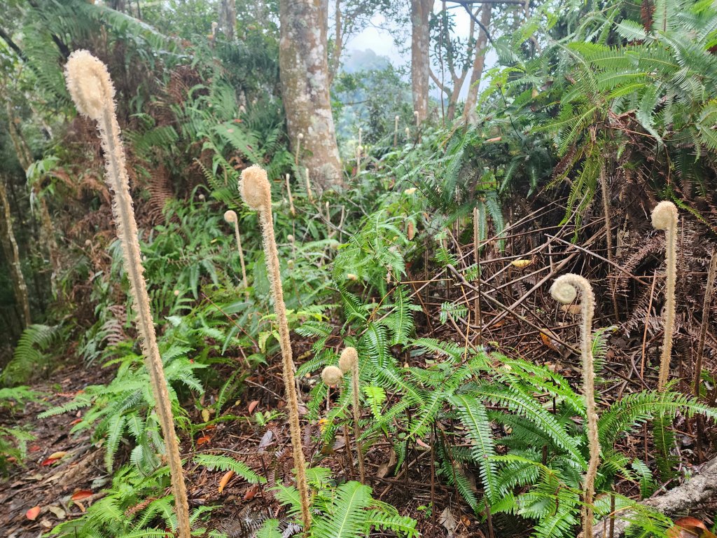 20241208上坪登五指山封面圖