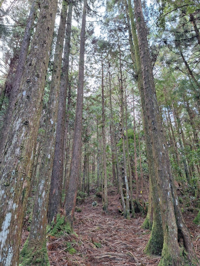 觀霧之榛山O型20241123_2653890