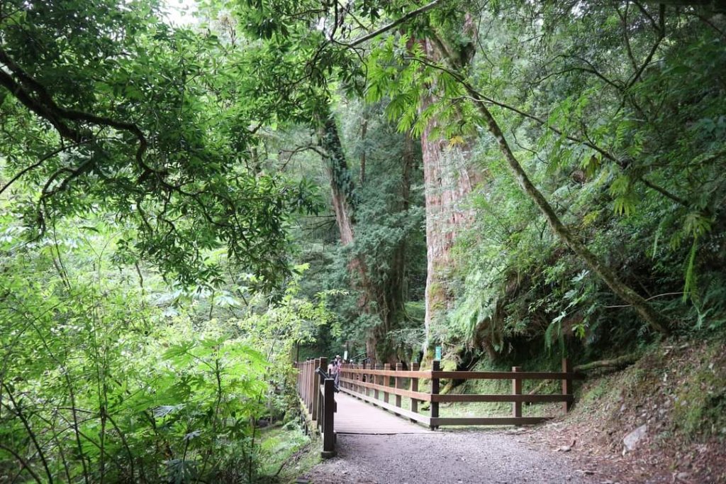 〔桃園復興〕拉拉山巨木，史詩級魔幻森林，75公頃紅檜 扁柏森林浴_2236992