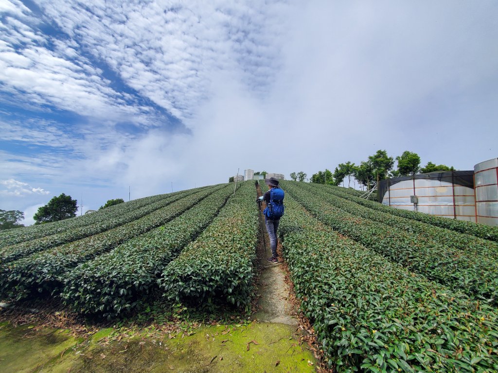 【嘉義 | 獨立山走大籠頂】封面圖