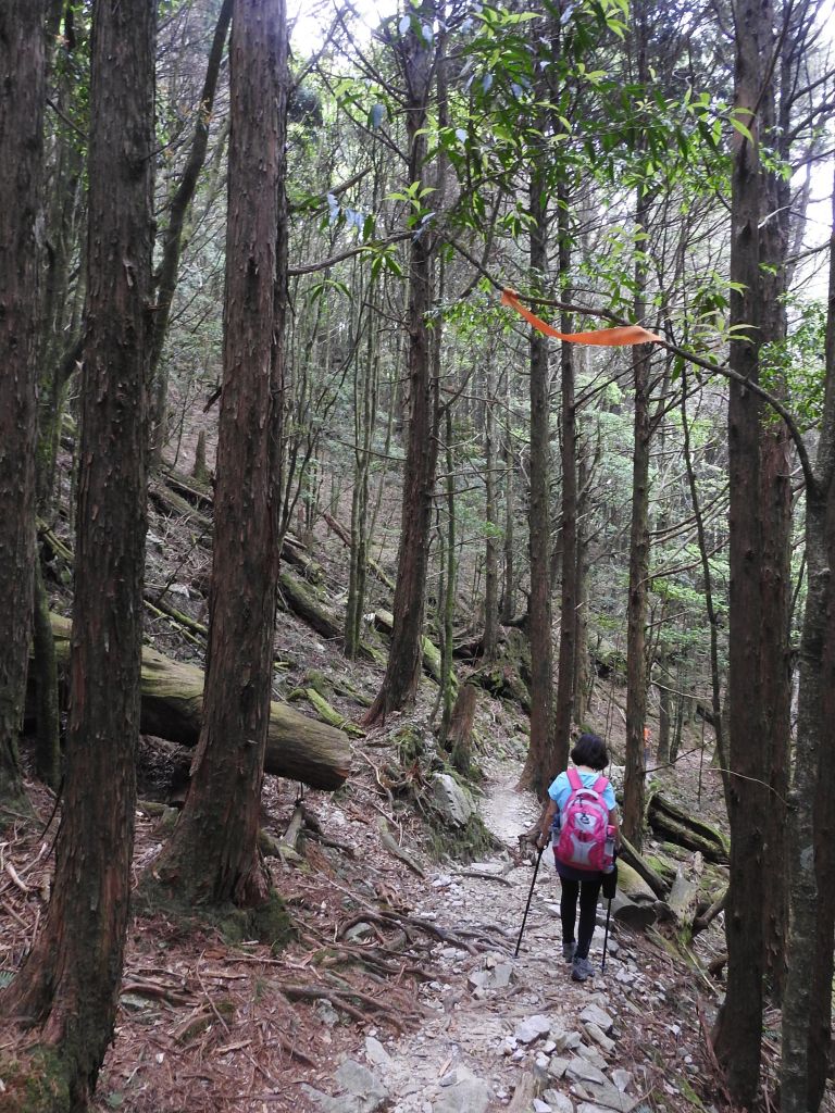 20180520 再訪八仙主峰_335582