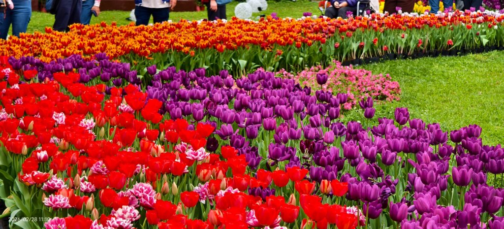 #士林官邸 #鬱金香 #中正紀念堂 #大漁櫻 2/28_3007925