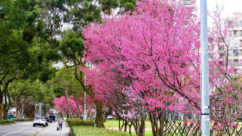 《蘭陵王・林口櫻花》封面圖