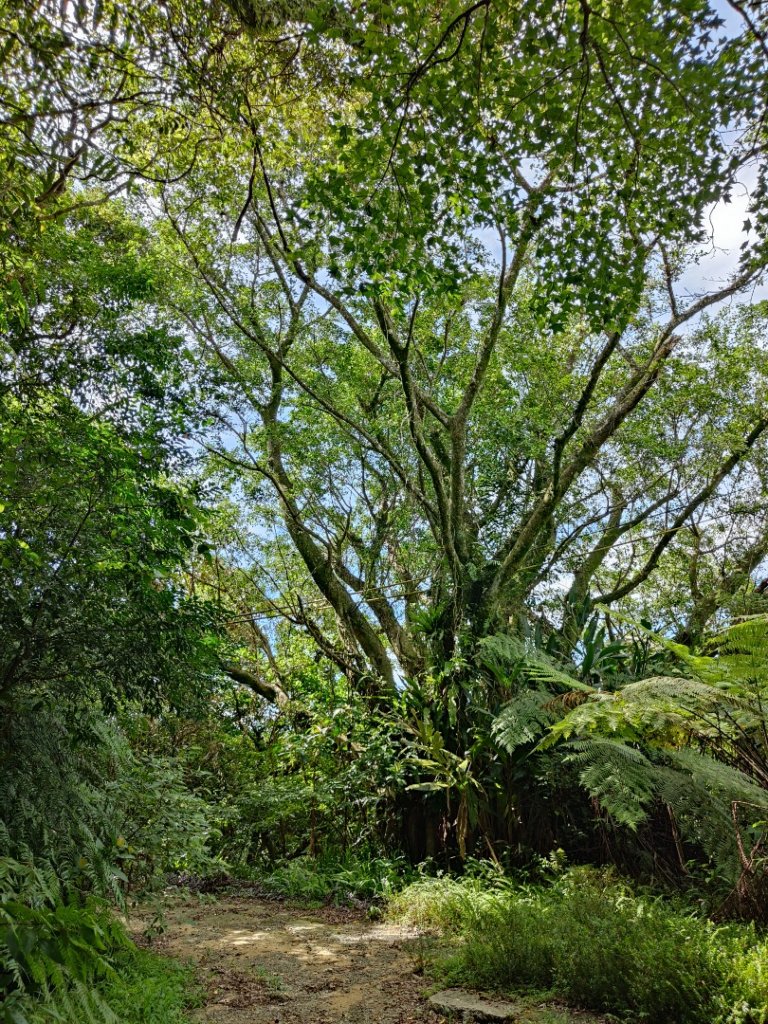 2023.08.26 草湳登二格山_2468916