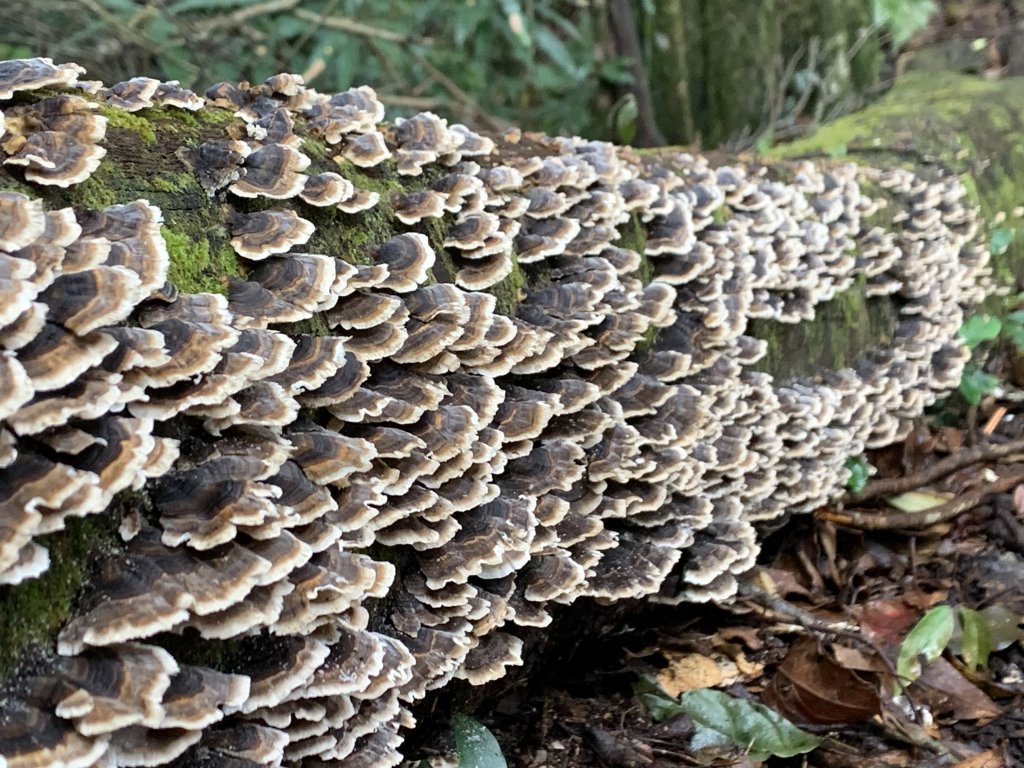 20251220嘉義凸龜山-芙蓉山-天福山_2973807