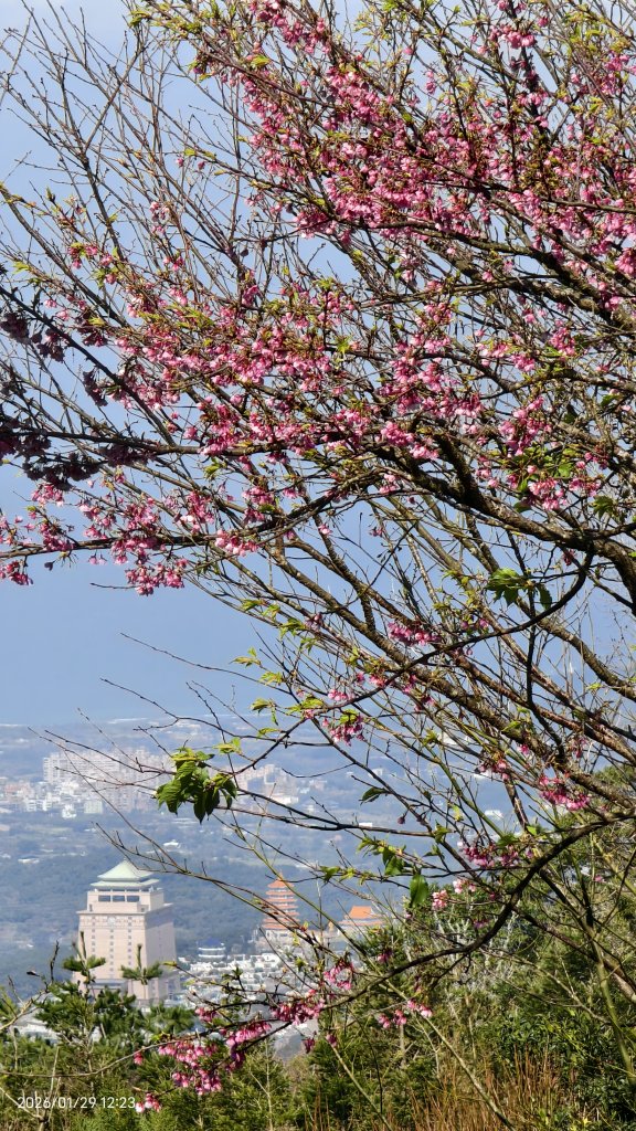 追花是簡單的快樂，賞花是恬淡的幸褔 1/29 & 2/2_2990572
