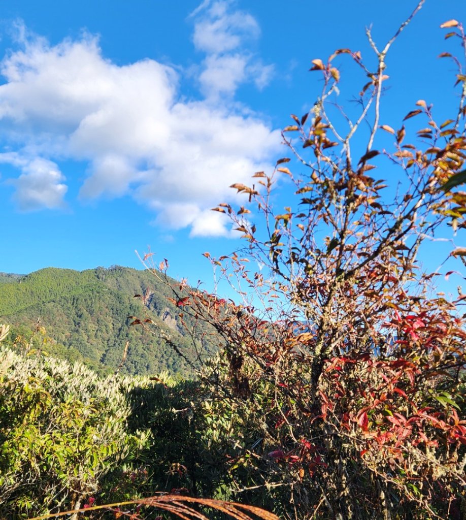 【中級山縱走】羅馬縱走，走進神木的夢幻童話森林世界_2943170