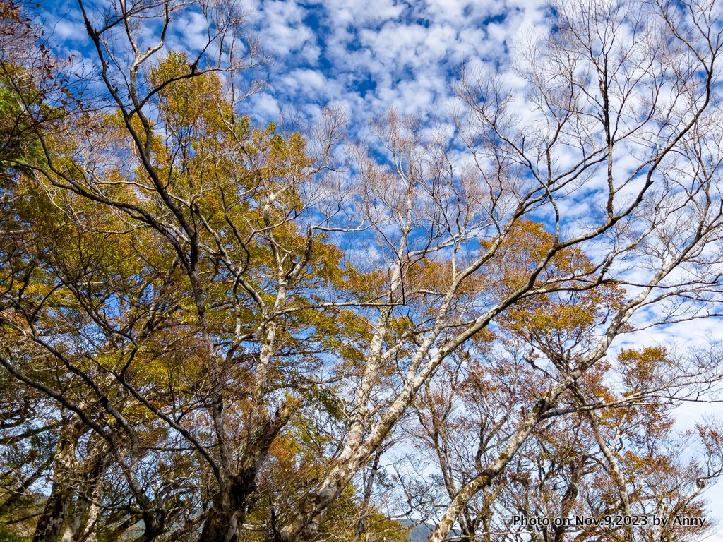 台灣國家山毛櫸步道_2355419