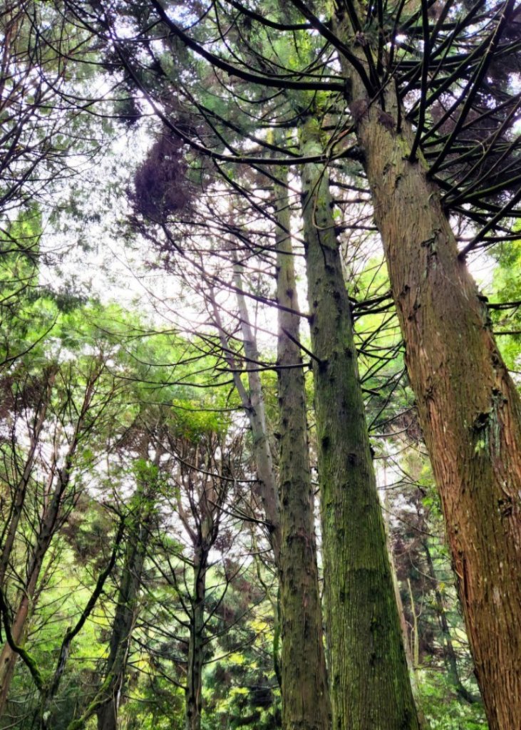 【中級山】雲海的故鄉，觀霧榛山步道，榛山，榛山北峰_2744490